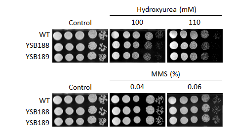 Genotoxic stress phenotype for CNAG_00396T0