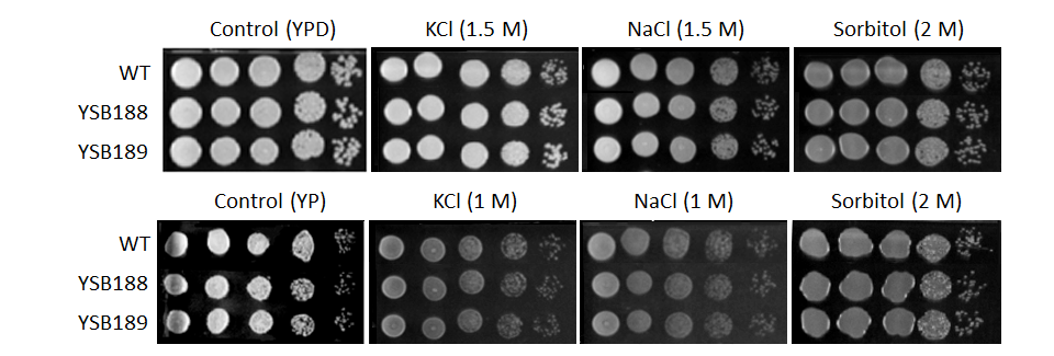 Osmotic stress phenotype for CNAG_00396T0