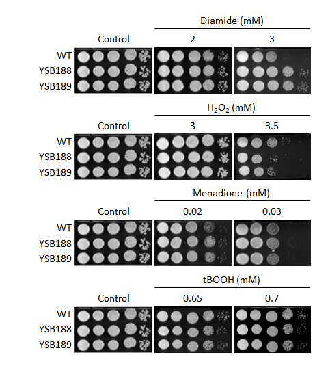 Oxidative stress phenotype for CNAG_00396T0