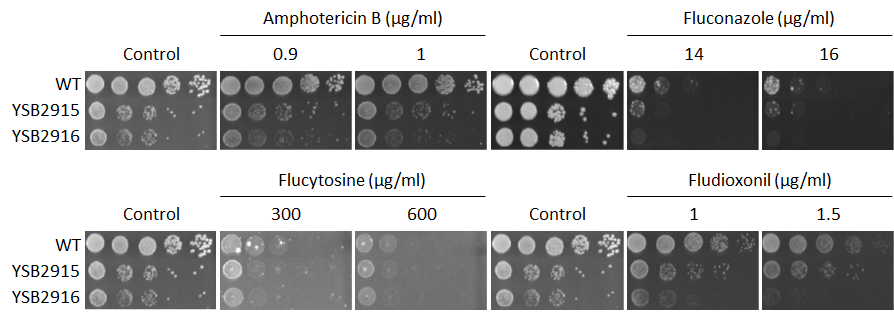 Antifungal drug susceptibility for CNAG_00405T0