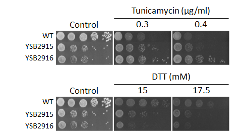 ER stress phenotype for CNAG_00405T0