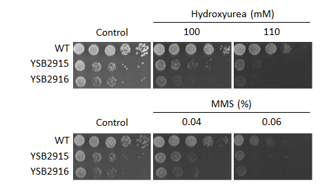 Genotoxic stress phenotype for CNAG_00405T0