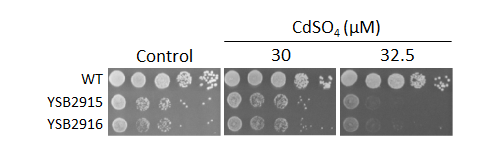 Heavy metal stress phenotype for CNAG_00405T0
