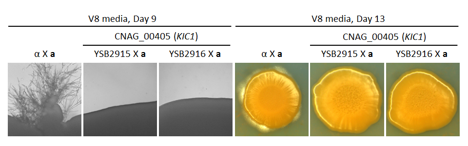 Growth phenotype for CNAG_00405T0