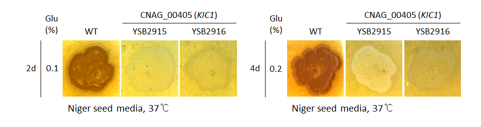 Melanin phenotype for CNAG_00405T0