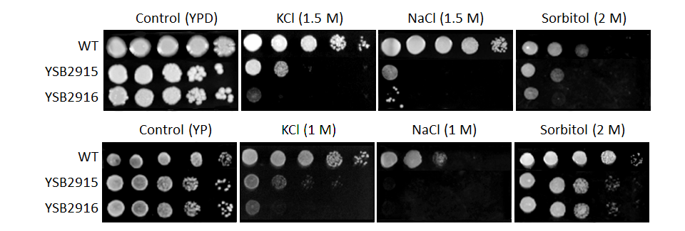 Osmotic stress phenotype for CNAG_00405T0