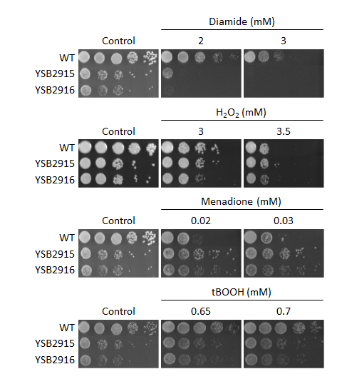 Oxidative stress phenotype for CNAG_00405T0