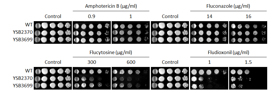 Antifungal drug susceptibility for CNAG_00415T0
