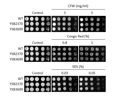 Cell wall stress phenotype for CNAG_00415T0
