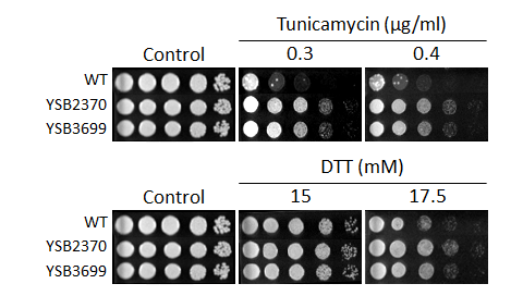 ER stress phenotype for CNAG_00415T0