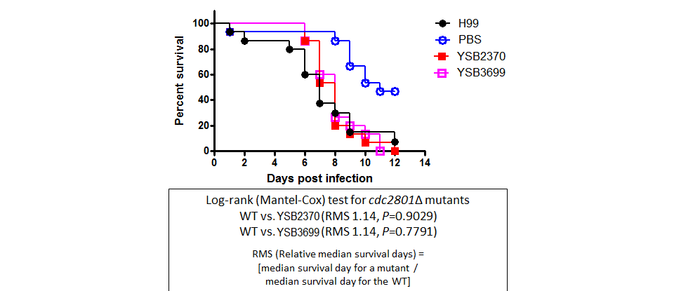 Galleria mellonella virulence data for CNAG_00415T0