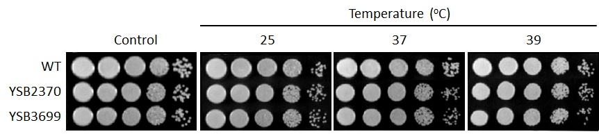 Growth phenotype for CNAG_00415T0
