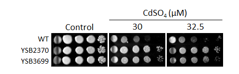Heavy metal stress phenotype for CNAG_00415T0