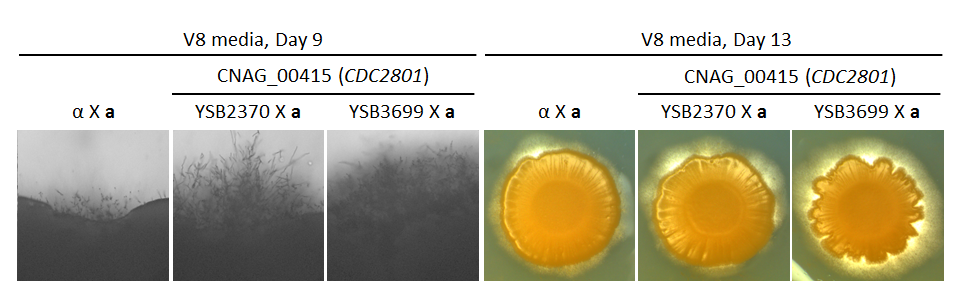Growth phenotype for CNAG_00415T0
