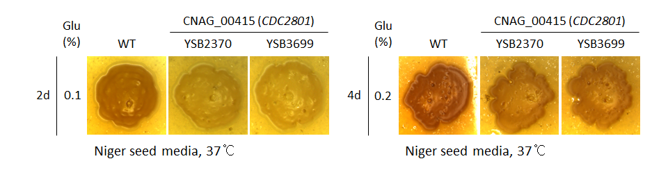 Melanin phenotype for CNAG_00415T0