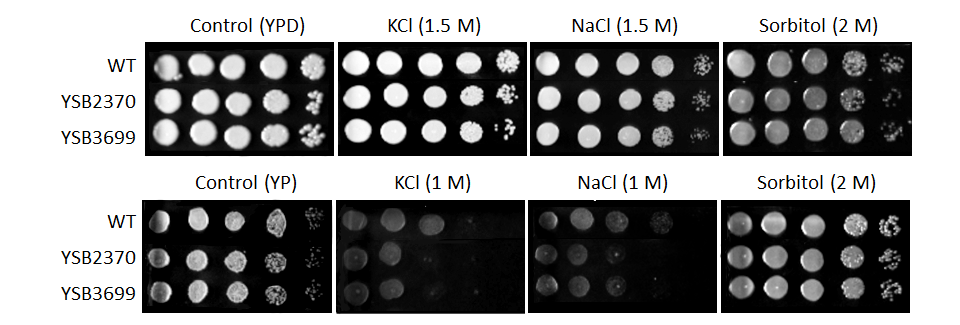 Osmotic stress phenotype for CNAG_00415T0
