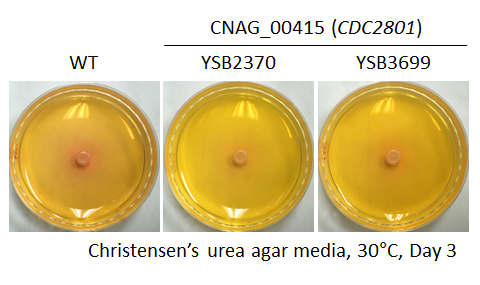 Urease phenotype for CNAG_00415T0