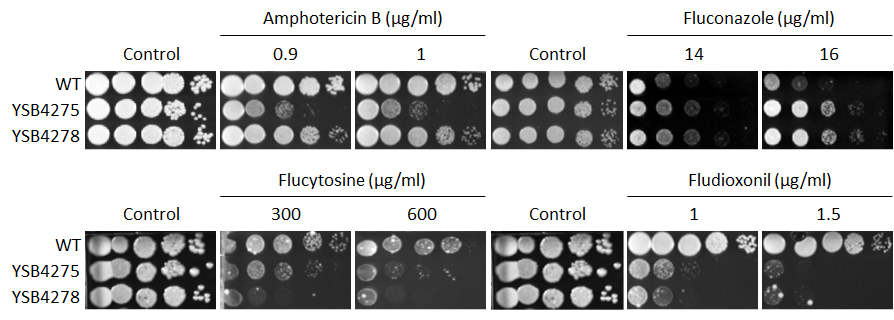 Antifungal drug susceptibility for CNAG_00556T0