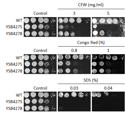 Cell wall stress phenotype for CNAG_00556T0