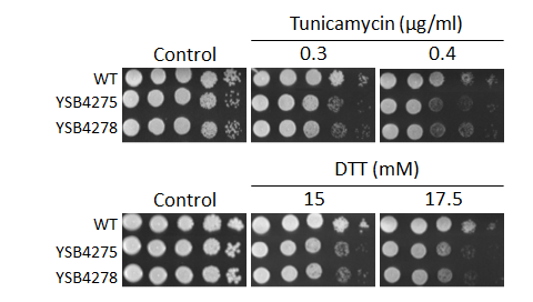 ER stress phenotype for CNAG_00556T0