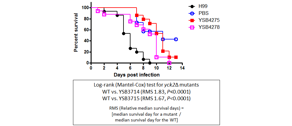 Galleria mellonella virulence data for CNAG_00556T0