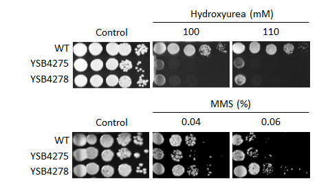 Genotoxic stress phenotype for CNAG_00556T0