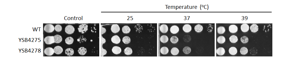 Growth phenotype for CNAG_00556T0