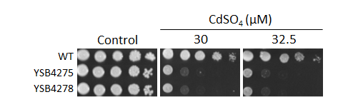 Heavy metal stress phenotype for CNAG_00556T0