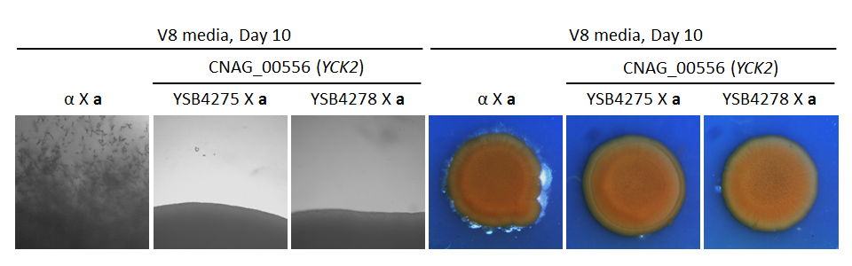 Growth phenotype for CNAG_00556T0