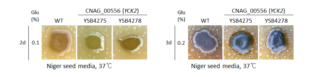 Melanin phenotype for CNAG_00556T0