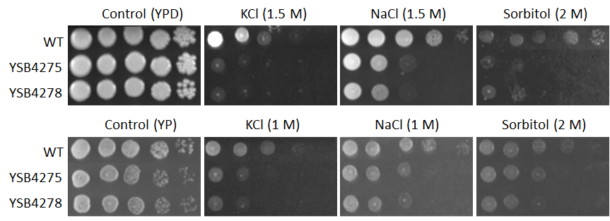 Osmotic stress phenotype for CNAG_00556T0