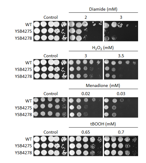 Oxidative stress phenotype for CNAG_00556T0