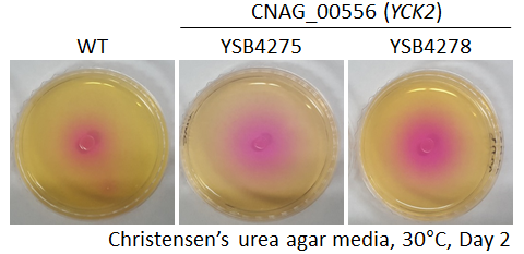 Urease phenotype for CNAG_00556T0