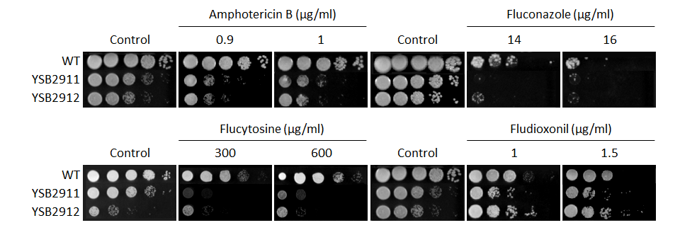 Antifungal drug susceptibility for CNAG_00636T0