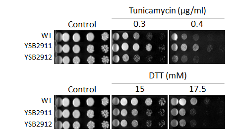 ER stress phenotype for CNAG_00636T0