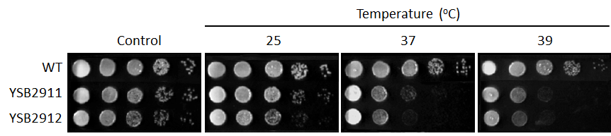 Growth phenotype for CNAG_00636T0
