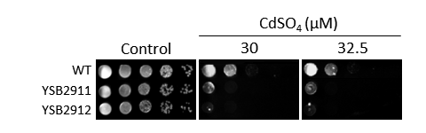 Heavy metal stress phenotype for CNAG_00636T0