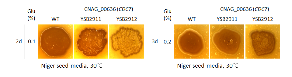 Melanin phenotype for CNAG_00636T0