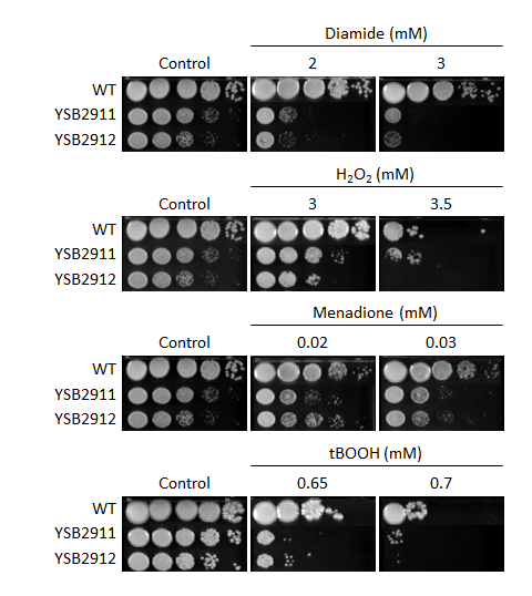 Oxidative stress phenotype for CNAG_00636T0