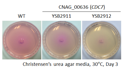 Urease phenotype for CNAG_00636T0