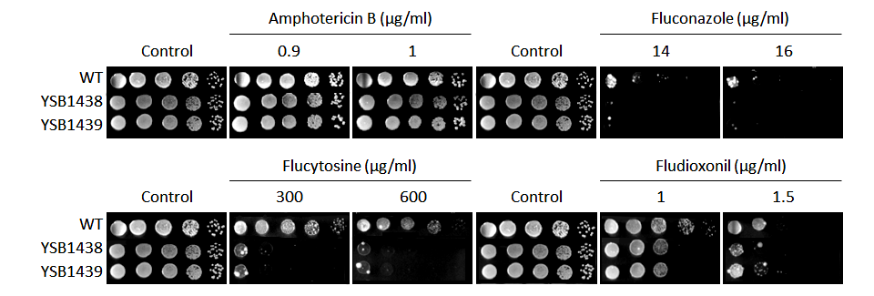 Antifungal drug susceptibility for CNAG_00745T0