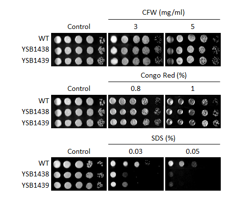 Cell wall stress phenotype for CNAG_00745T0