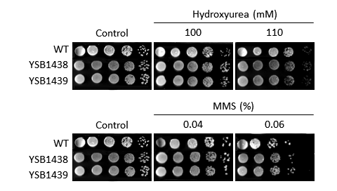 Genotoxic stress phenotype for CNAG_00745T0