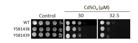 Heavy metal stress phenotype for CNAG_00745T0