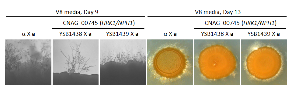 Growth phenotype for CNAG_00745T0