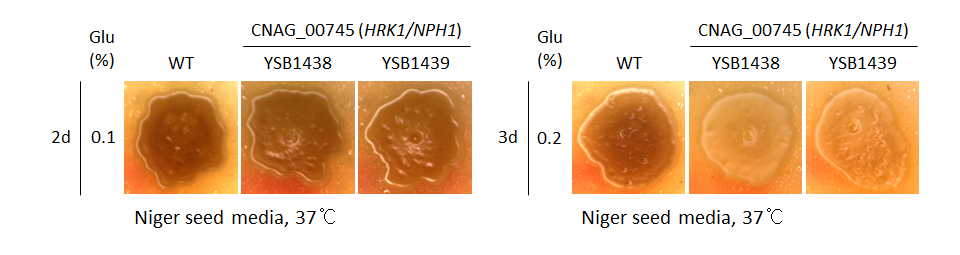 Melanin phenotype for CNAG_00745T0