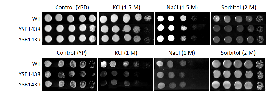 Osmotic stress phenotype for CNAG_00745T0