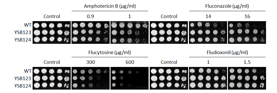 Antifungal drug susceptibility for CNAG_00769T0