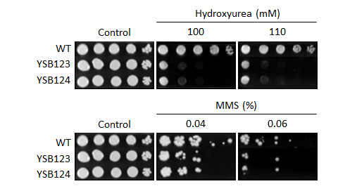 Genotoxic stress phenotype for CNAG_00769T0