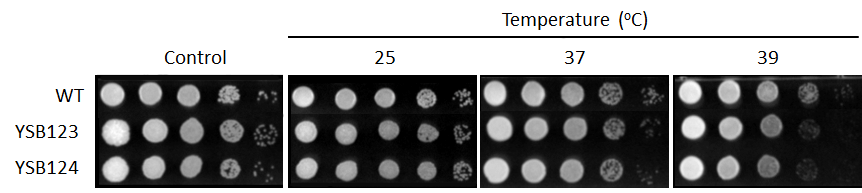 Growth phenotype for CNAG_00769T0